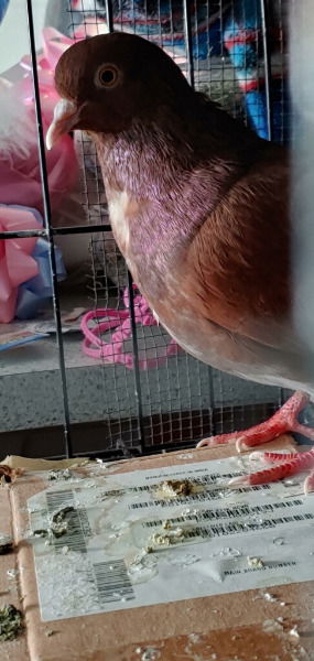 adoptable Bird in San Francisco, CA named Fern