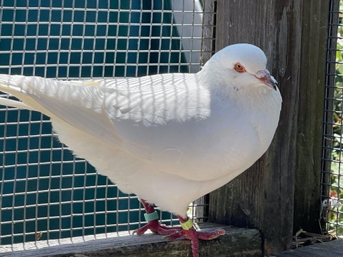 Clever, a poultry for adoption from Palomacy Pigeon & Dove Adoptions