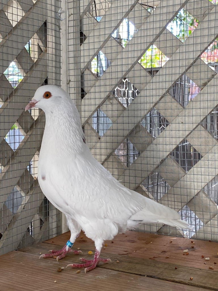 adoptable Bird in San Francisco, CA named Sam w/Dumpling