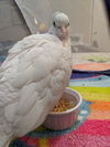 adoptable Bird in San Francisco, CA named Garfunkel