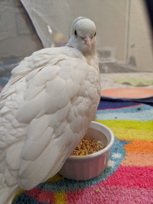 Garfunkel, a poultry for adoption from Palomacy Pigeon & Dove Adoptions