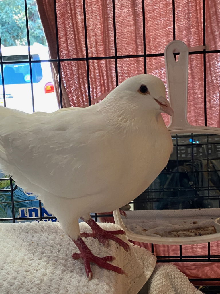 adoptable Bird in San Francisco, CA named Cameron w/ Lulu