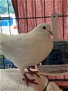 adoptable Bird in  named Cameron w/ Lulu