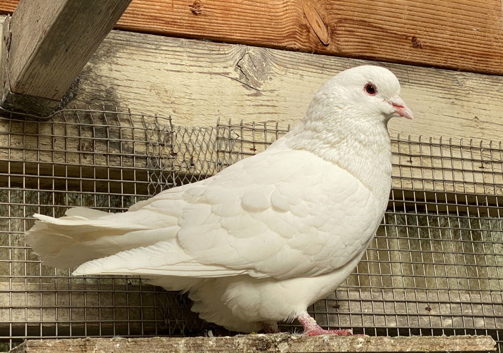 adoptable Bird in San Francisco, CA named Jeffrey w/ Bonk