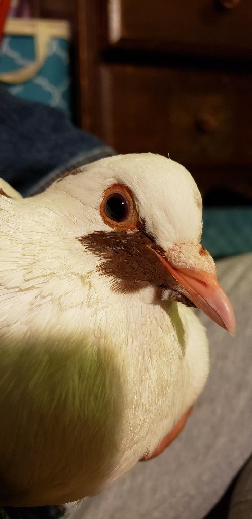 adoptable Bird in San Francisco, CA named Aurora (Rory) w/Cotton