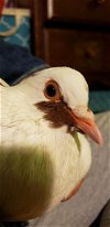 adoptable Bird in  named Aurora (Rory) w/Cotton