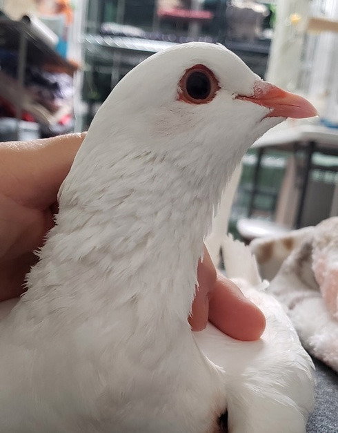 Myrta w/ Parsnip, a poultry for adoption from Palomacy Pigeon & Dove Adoptions