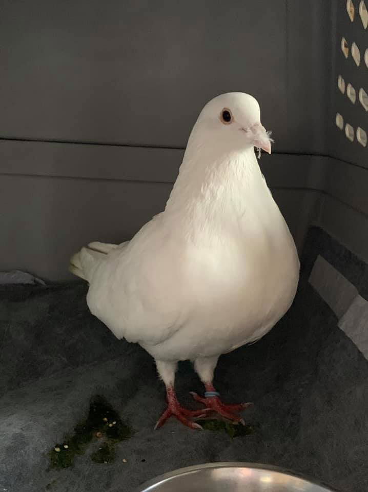 adoptable Bird in San Francisco, CA named Jonesey w/Casca