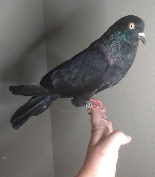 Cortez, a poultry for adoption from Palomacy Pigeon & Dove Adoptions