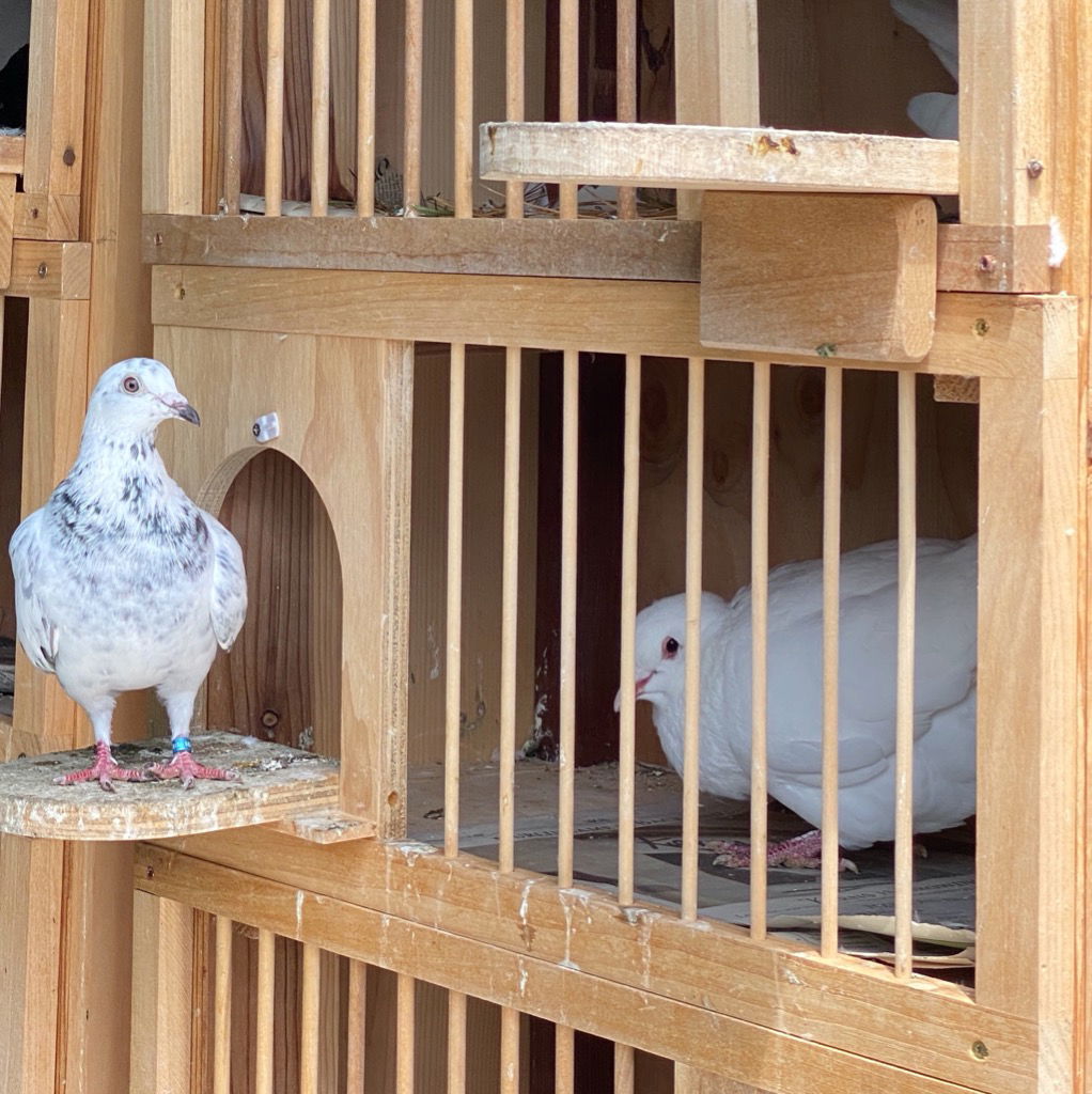 adoptable Bird in San Francisco, CA named Bonk w/ Jeffrey