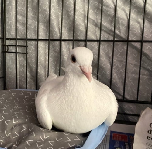 Caper w/ Raisin, a poultry for adoption from Palomacy Pigeon & Dove Adoptions