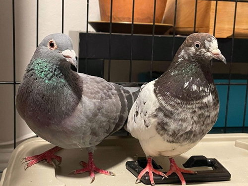 Uma, a poultry for adoption from Palomacy Pigeon & Dove Adoptions
