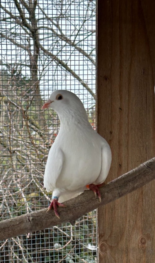 Slim w/Marble, a poultry for adoption from Palomacy Pigeon & Dove Adoptions