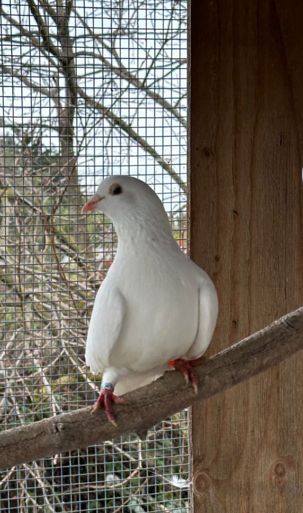 adoptable Bird in San Francisco, CA named Slim w/Marble