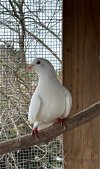 adoptable Bird in  named Slim w/Marble
