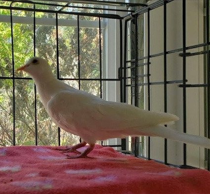 adoptable Bird in San Francisco, CA named Chicky