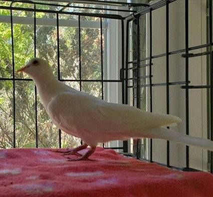 Chicky