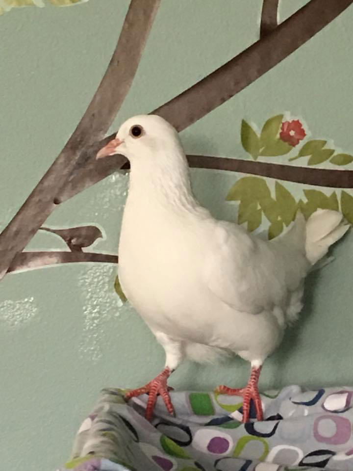 adoptable Bird in San Francisco, CA named Dumpling w/Sam