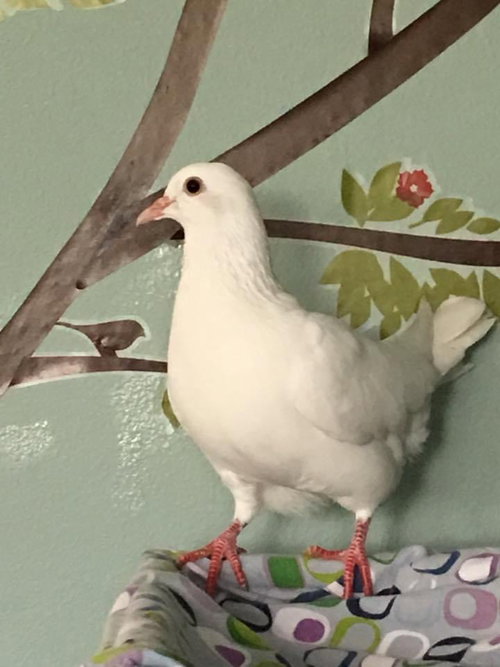 Dumpling w/Sam, a poultry for adoption from Palomacy Pigeon & Dove Adoptions
