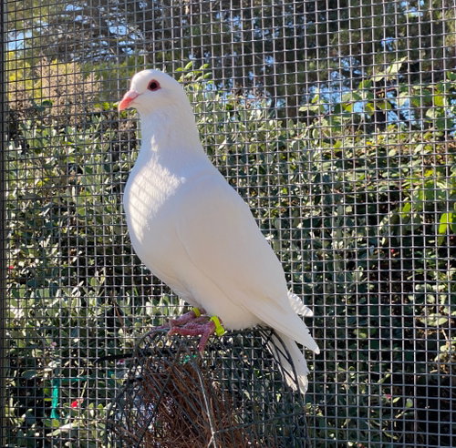 Casca w/Jonesey, a poultry for adoption from Palomacy Pigeon & Dove Adoptions