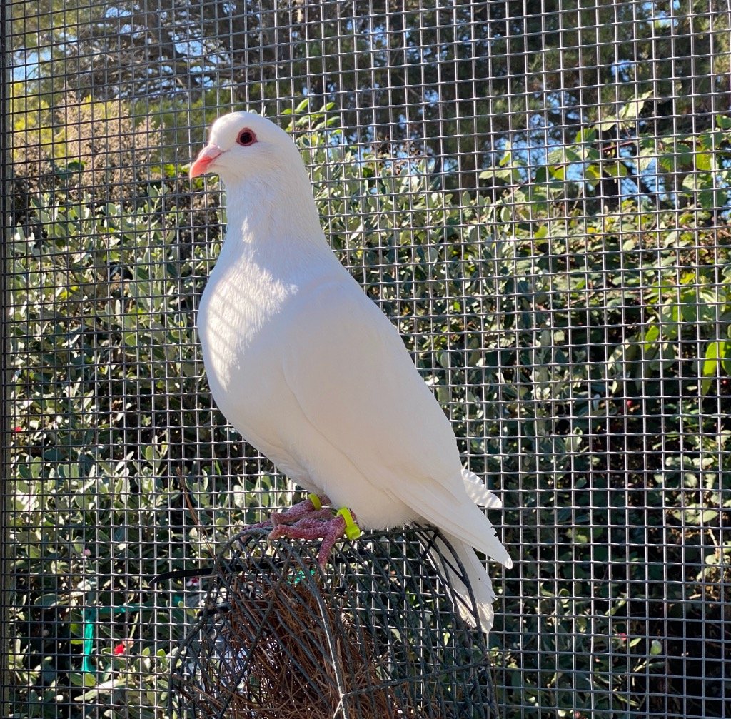 adoptable Bird in San Francisco, CA named Casca w/Jonesey