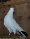adoptable Bird in  named Percy