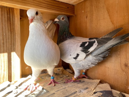 Photo 3 of Cooper w/ Jessie