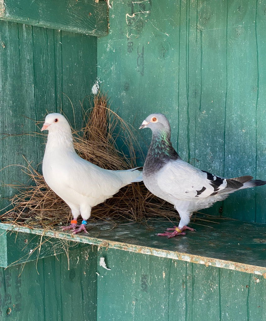 adoptable Bird in San Francisco, CA named Cooper w/ Jessie