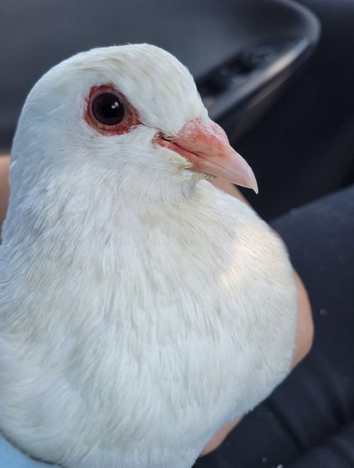 Tooney w/ Razzle, a poultry for adoption from Palomacy Pigeon & Dove Adoptions