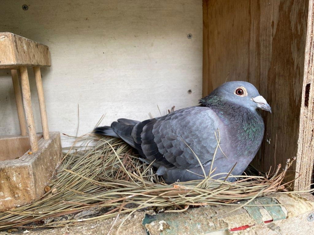 adoptable Bird in San Francisco, CA named Mork w/ Mindy