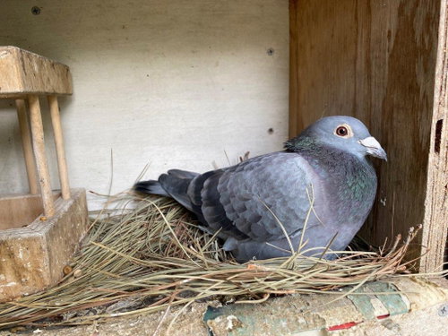 Mork w/ Mindy, a poultry for adoption from Palomacy Pigeon & Dove Adoptions