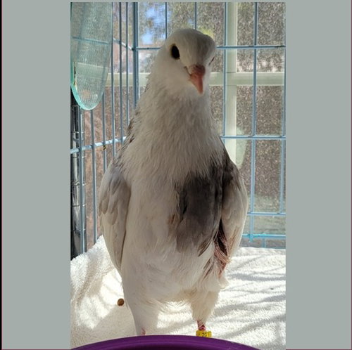Mello, a poultry for adoption from Palomacy Pigeon & Dove Adoptions