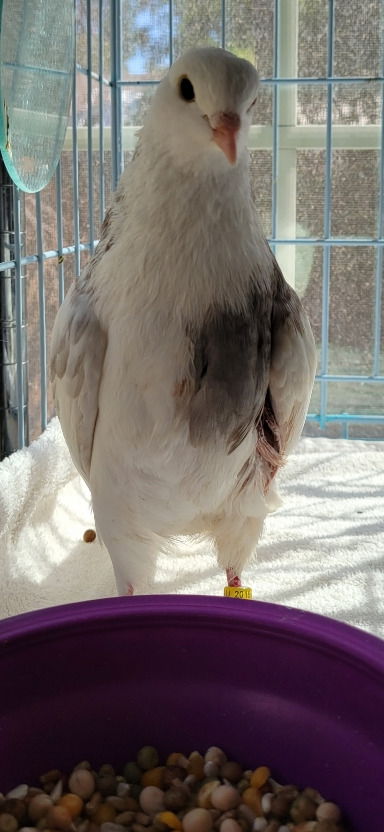 adoptable Bird in San Francisco, CA named Mello