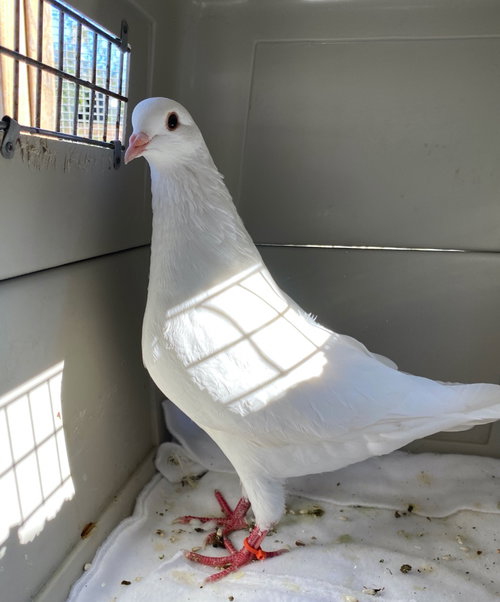 Poppy w/ Pinks, a poultry for adoption from Palomacy Pigeon & Dove Adoptions