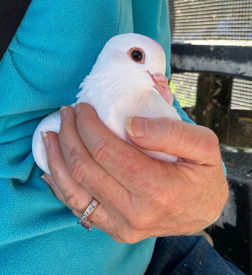 Pinks w/ Poppy, a poultry for adoption from Palomacy Pigeon & Dove Adoptions