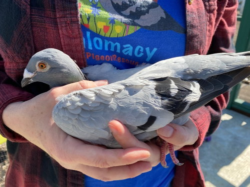 Jessie w/Cooper, a poultry for adoption from Palomacy Pigeon & Dove Adoptions