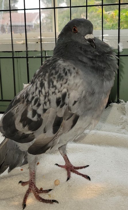 adoptable Bird in San Francisco, CA named Parsnip w/ Myrta