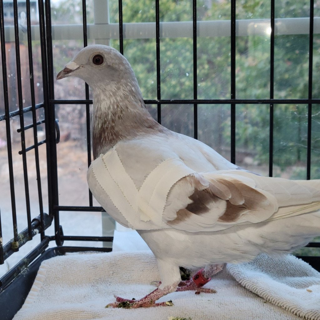adoptable Bird in San Francisco, CA named Ashi w/ Chocolate