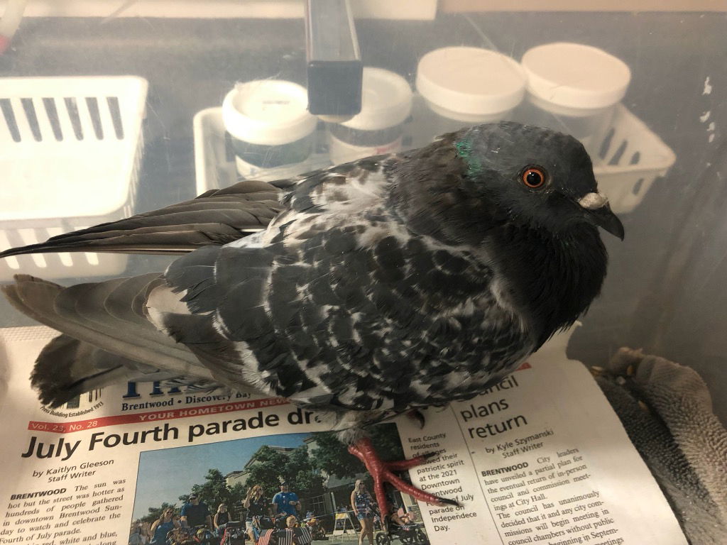 adoptable Bird in San Francisco, CA named Nate