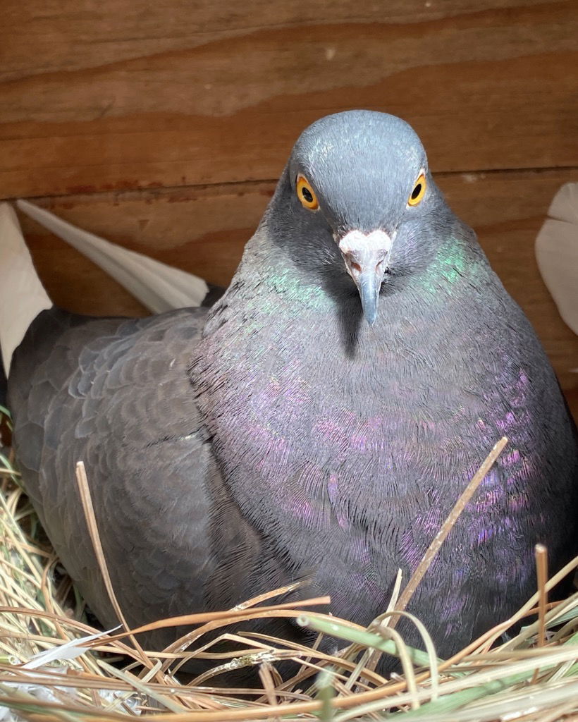 adoptable Bird in San Francisco, CA named Sprocket w/Abby