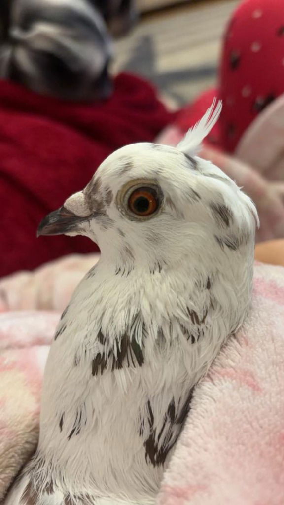 adoptable Bird in San Francisco, CA named Captain