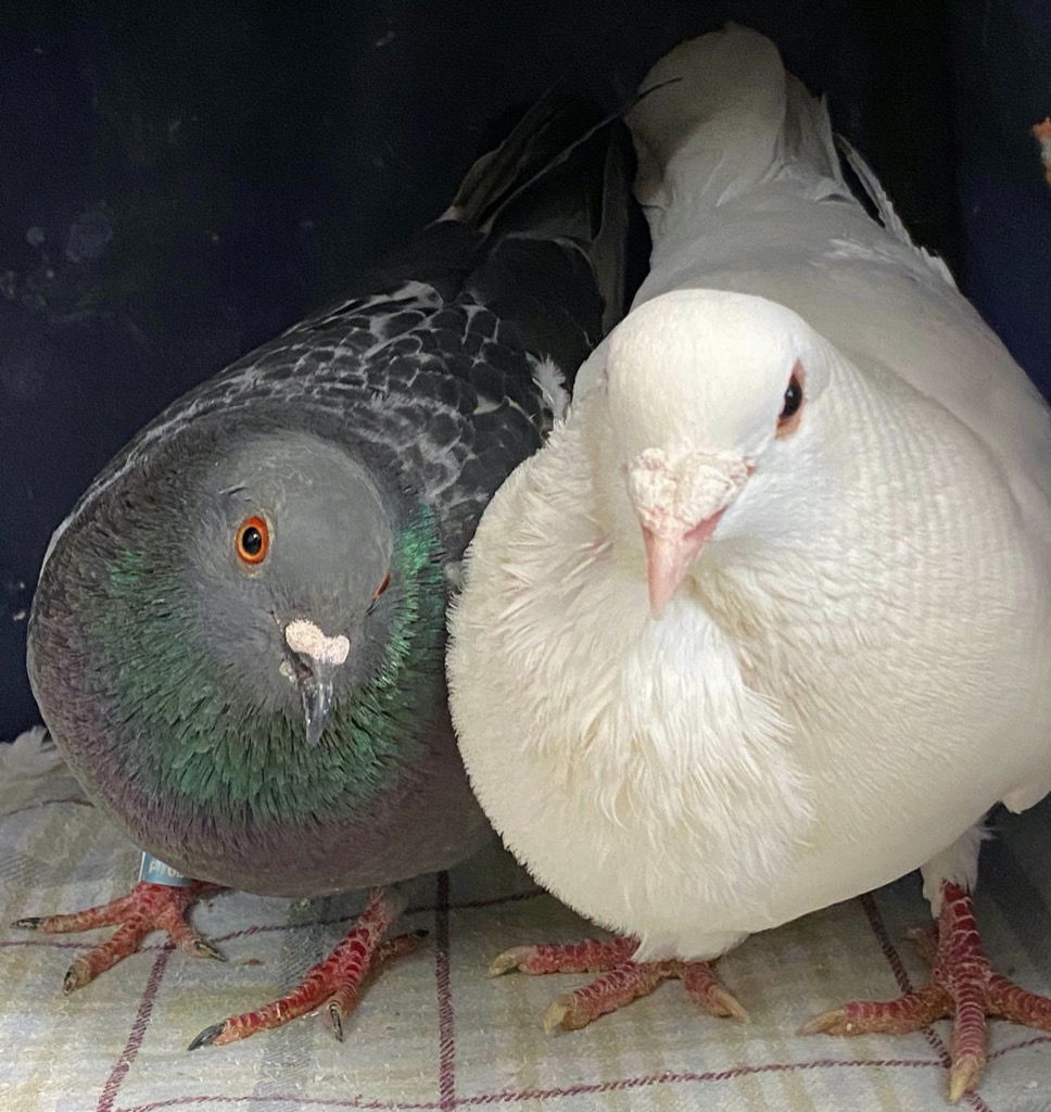 adoptable Bird in San Francisco, CA named Kenny w/Hermione