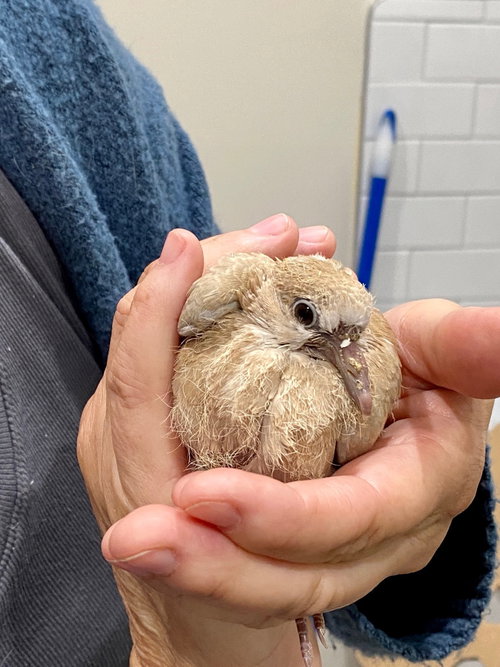 Tiptoe, a poultry for adoption from Palomacy Pigeon & Dove Adoptions