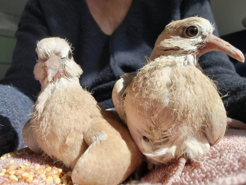 Tuba, a poultry for adoption from Palomacy Pigeon & Dove Adoptions