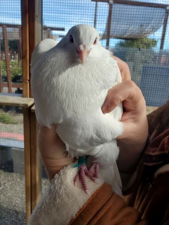 adoptable Bird in San Francisco, CA named Cotton w/Aurora