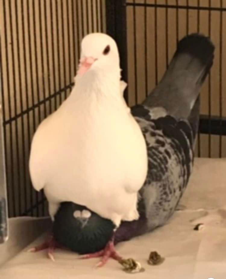 adoptable Bird in San Francisco, CA named Star w/Skye