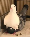 adoptable Bird in San Francisco, CA named Star w/Skye