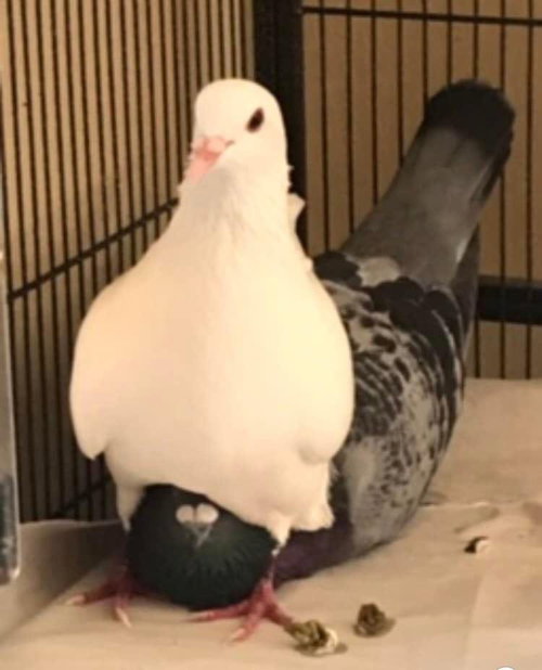 Star w/Skye, a poultry for adoption from Palomacy Pigeon & Dove Adoptions