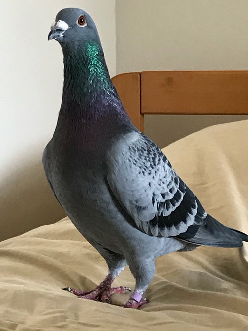 Skye w/Star, a poultry for adoption from Palomacy Pigeon & Dove Adoptions