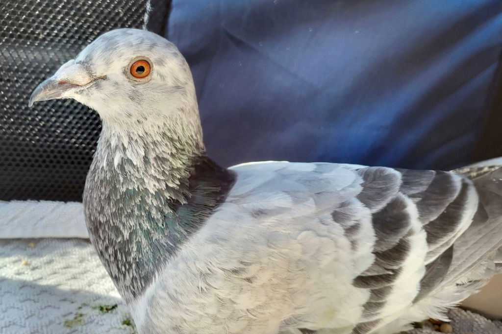 adoptable Bird in San Francisco, CA named Peewee w/ Cascade